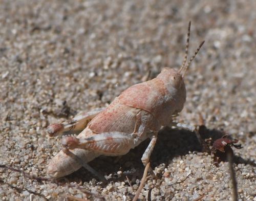 Sphingonotus sp.